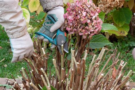 How Do You Prune Hydrangeas