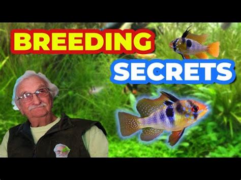 How To Raise German Blue Rams A Complete Tutorial Youtube How To Raise German Blue Rams A Complete Tutorial Youtube