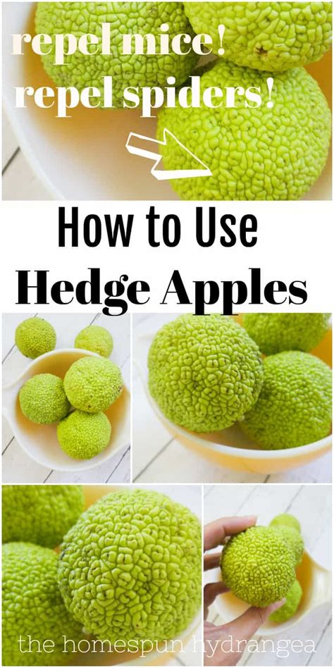 How To Use Hedge Apples To Repel Spiders The Homespun Hydrangea How To Use Hedge Apples To Repel Spiders The Homespun Hydrangea