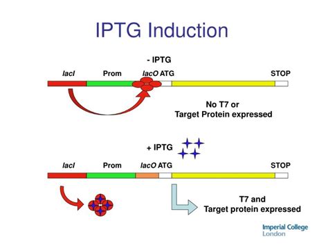 Rapid Guide to Using IPTG for Quick Gene Expression Induction