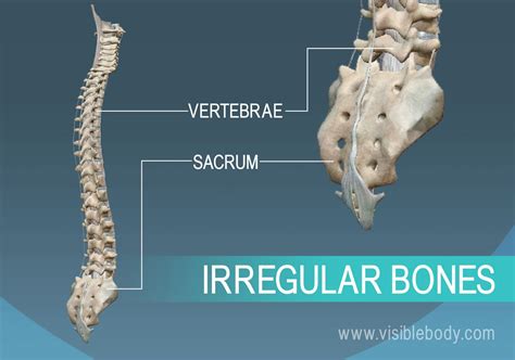 Understanding Irregular Bone Structures for Better Bone Health