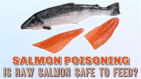 Is It Safe To Feed My Dog Raw Fish From The Pnw Will Freezing Raw Salmon Kill Bacteria Parasites Hannah Ra Is It Safe To Feed My Dog Raw Fish From The Pnw Will Freezing Raw Salmon Kill Bacteria Parasites Hannah Ra