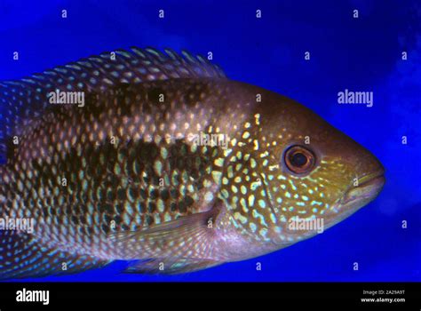Jack Dempsey Cichlid Rocio Octofasciata Formerly Cichlasoma Biocellatum Stock Photo Alamy Jack Dempsey Cichlid Rocio Octofasciata Formerly Cichlasoma Biocellatum Stock Photo Alamy