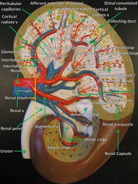 Understanding Anatomy: The Kidney Model Labeled as a Map of the Human Body