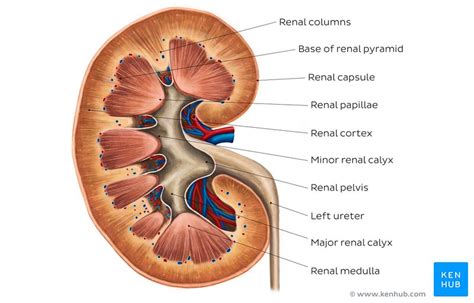 Kidneys Anatomy Function And Internal Structure Kenhub
