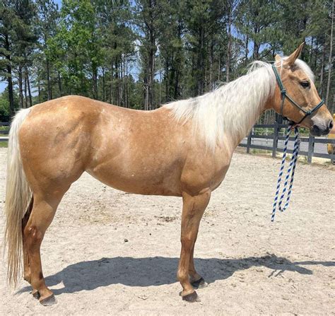 L 2980 Blinged Up N Blazen 2021 Palomino Mare Blazen Man X Next To L 2980 Blinged Up N Blazen 2021 Palomino Mare Blazen Man X Next To