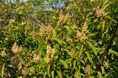 Discover the Amazing Benefits of Laurel Sumac for Garden Enthusiasts
