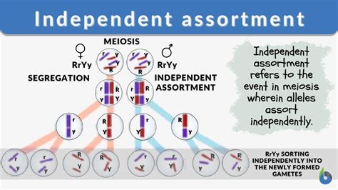 Law Of Independent Assortment Definition Biology