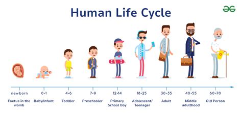 Life Stages Childhood 3 12 Years Human Development Across The Life Cycle Life Stages Childhood 3 12 Years Human Development Across The Life Cycle