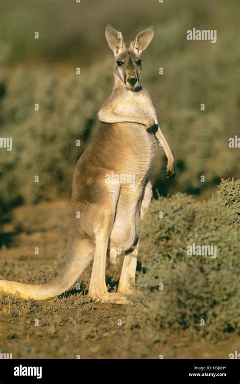 Macropus Rufus-1