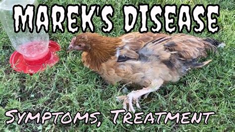 Marek S Disease In A Chicken What Are Symptoms Youtube