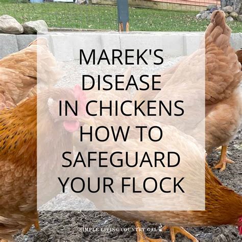 Marek S Disease In Chickens Simple Living Country Gal