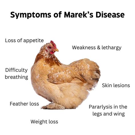 Marek S Disease In Chickens Symptoms Causes Treatment And
