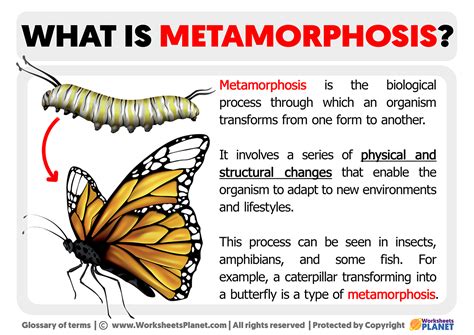5 Tips Metaphosis