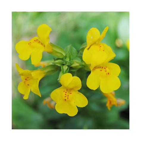 7 Benefits of Mimulus for Emotional Resilience and Stress Relief