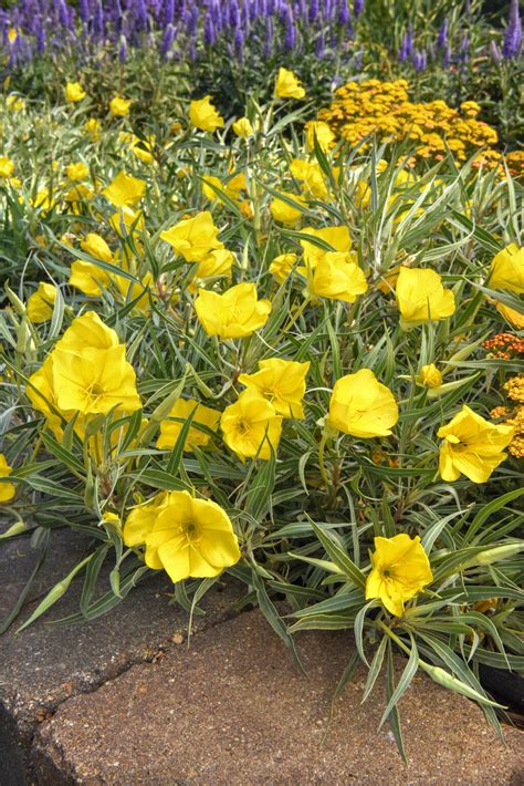Missouri Evening Primrose Does Not Only Bloom at Night