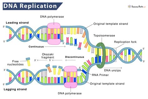 Mastering the Art of Model Replication for Accurate AI Mimicry