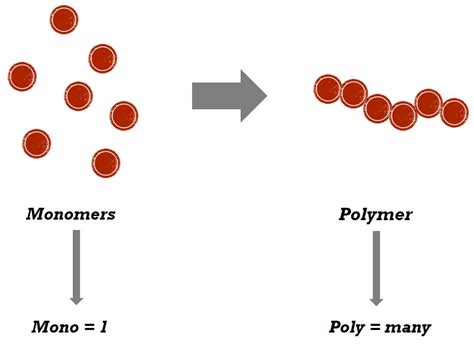 Monomers And Polymers Definition Relation Examples