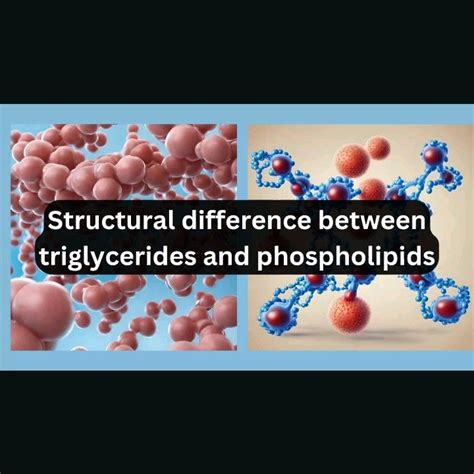 Name A Structural Difference Between Triglycerides And Phospholipids.