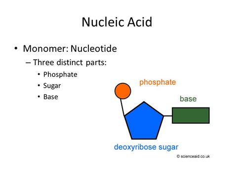 Nucleic Acid Monomer