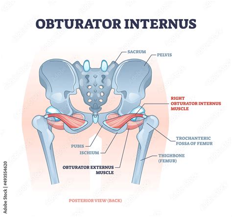 Obturator Internus Muscle With Externus Location Near Pelvis Outline