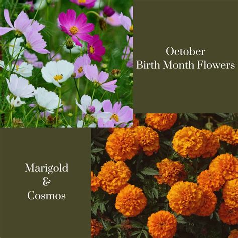October Birth Flower What Is My Birth Flower October Birth Flower What Is My Birth Flower