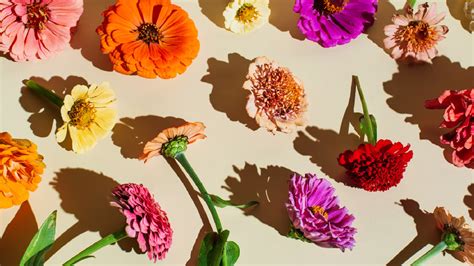 October S Blooming Beauties Why These Flowers Are Perfect Birthday Gifts Buy Any Flower Blog October S Blooming Beauties Why These Flowers Are Perfect Birthday Gifts Buy Any Flower Blog