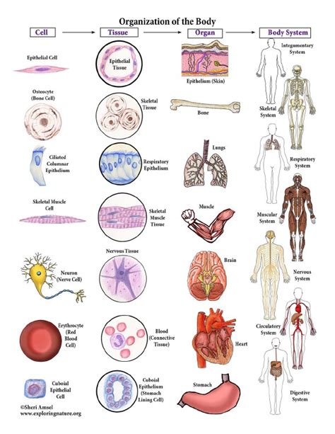 Organ Systems Cells