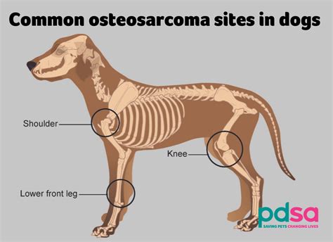 Osteosarcoma In Dogs