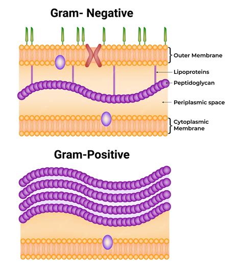 Periplasmic Space: The Cellular Lounge Between Outer and Inner Membranes