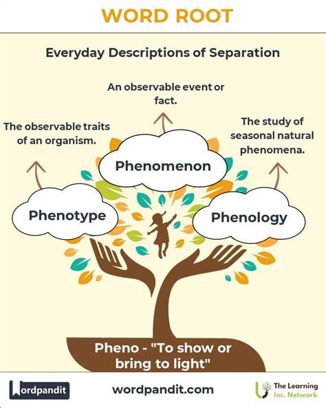 Unveiling the Mystery: The Fascinating Story Behind Pheno Meaning