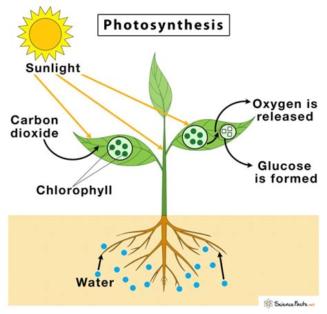 Photosynthesis Definition Photosynthetic Pigments Stage Of Light And Photosynthesis Definition Photosynthetic Pigments Stage Of Light And