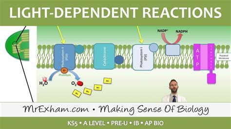 Photosynthesis Light Dependent Stage Post 16 Biology A Level Pre U Ib Ap Bio Photosynthesis Light Dependent Stage Post 16 Biology A Level Pre U Ib Ap Bio