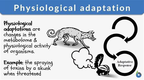 Physiological Adaptations Physiological Adaptations