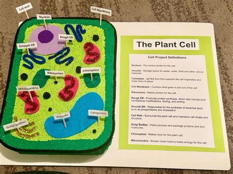 Plant Cell Project 3D