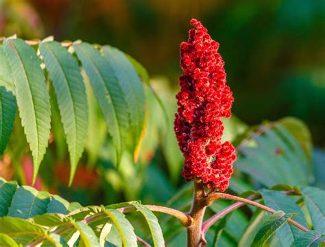 Plant Of The Month Sumac Plant Of The Month Sumac
