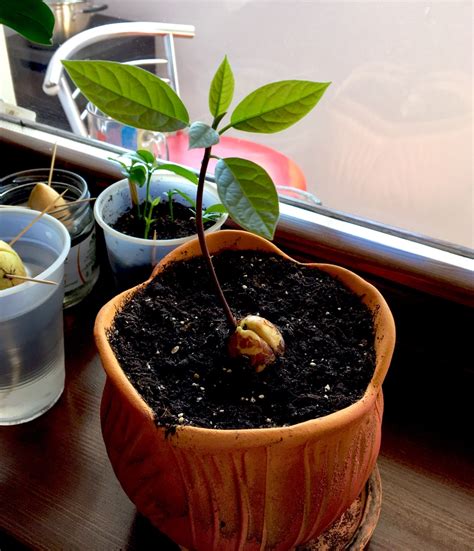 Planting Avocado Seeds In Soil Top Tips For Success