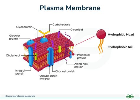 5 Stunning Plasma Membrane Pictures That Enhance Your Cell Biology Understanding