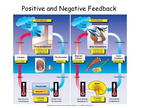 Positive And Negative Feedback