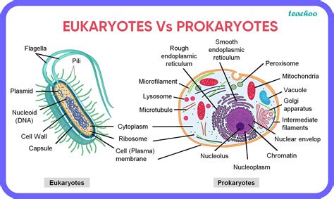 Prokaryotes Vs Eukaryotes Prokaryotes Vs Eukaryotes