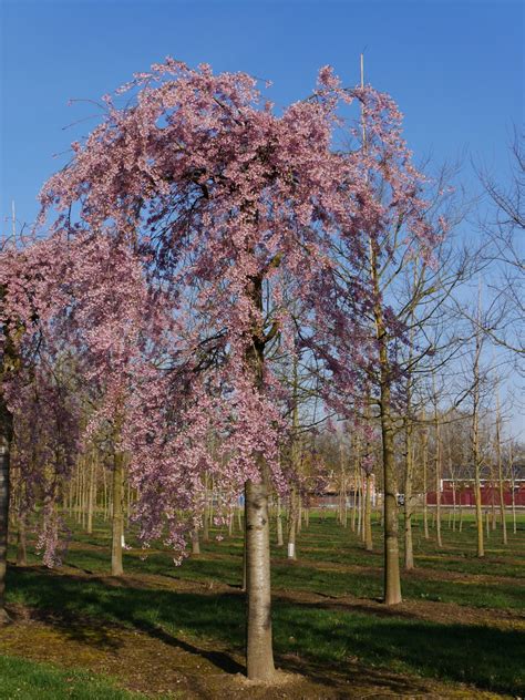 Elegant Prunus Subhirtella: The Cherry Blossom That Defines Spring