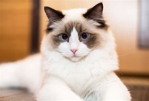 Ragdoll Cat Breed Facts Photos And Care Tips Pethelpful