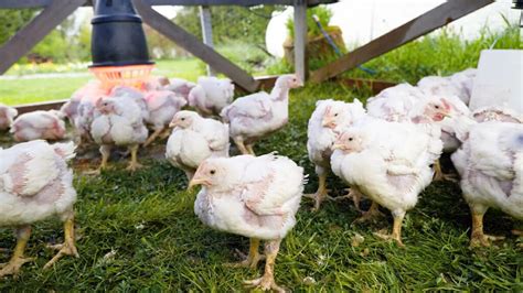Raising Meat Chickens In Your Backyard