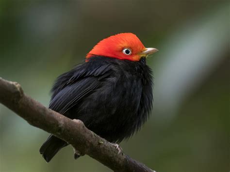 Red Capped Manakin