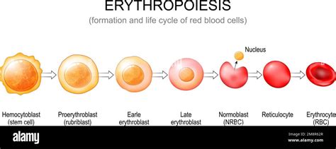 Understanding red cell lifespan: The clock of blood’s tiny timekeepers