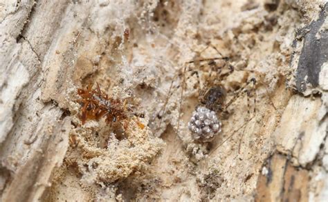 Researchers Discover A Rare Carnivorous Caterpillar That Wears Dead Insect Parts To Fool Spiders Researchers Discover A Rare Carnivorous Caterpillar That Wears Dead Insect Parts To Fool Spiders