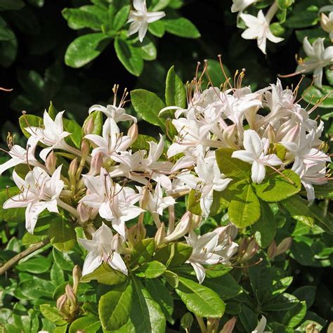 Quick Guide to Caring for Rhododendron Viscosum: Fast Tips for Thriving Blooms