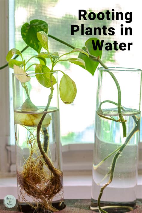 Rooting In Water Rooting In Water