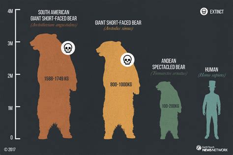 Short Faced Bear Size