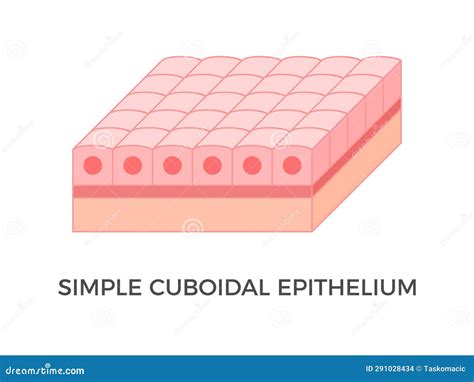 Simple Cuboidal Epithelium